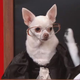 Illustration for article titled Here are the dogs from Last Week Tonight reenacting A Few Good Men